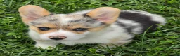Welsh Corgi Pembroke dogs for sale: Stunning Stanley  - Ad 10