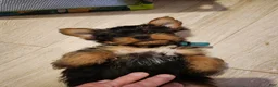 Yorkshire Terrier dogs for sale: Yorkshire Terrier 2 - Ad 2