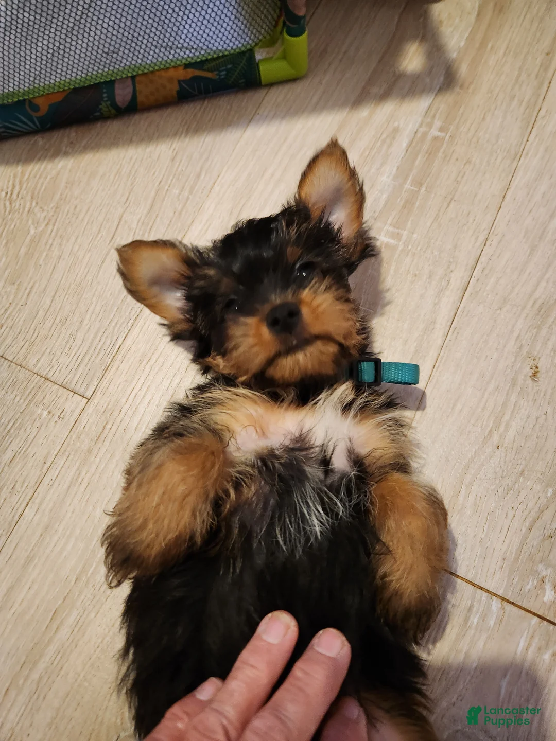 Yorkshire Terrier dogs for sale: Yorkshire Terrier 2 - Ad 2