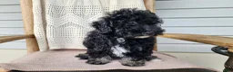 Mini Bernedoodle dogs for sale: Mia - Ad 4