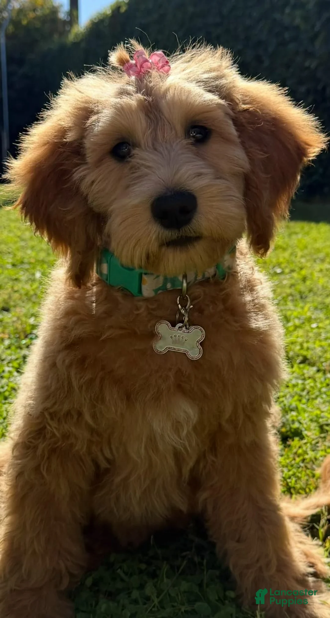 Gallery Image {{count}}