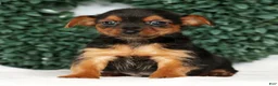Yorkshire Terrier dogs for sale: Kenny - Ad 7