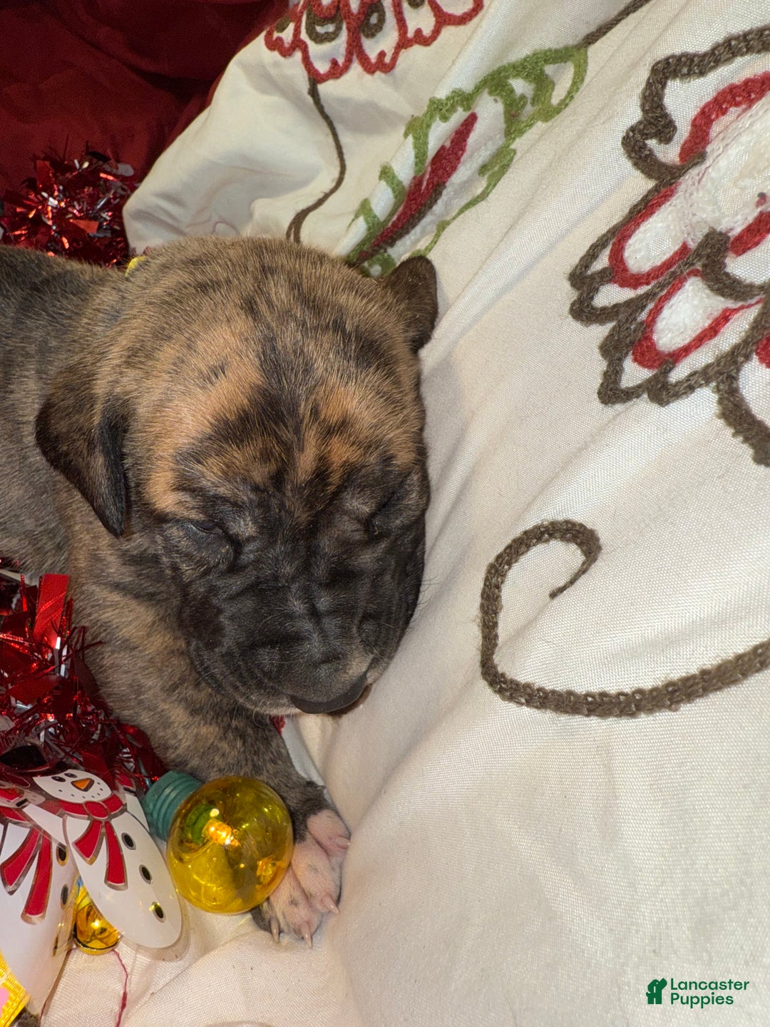 Great Dane dogs for sale: Francine - Ad 4