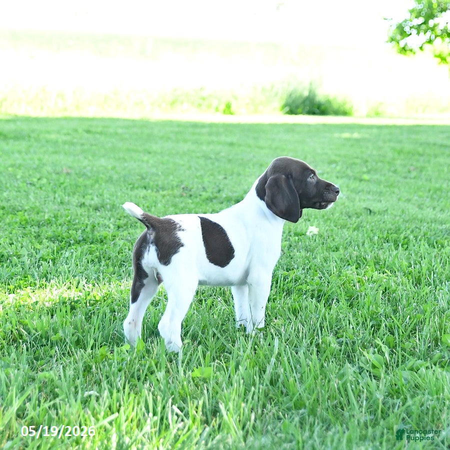 German Shorthaired Pointer dogs Garnet - Ad 2
