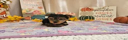Yorkshire Terrier dogs for sale: Millie Joy - Ad 3
