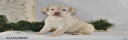 Labrador Retriever dogs for sale: Renee - Ad 2