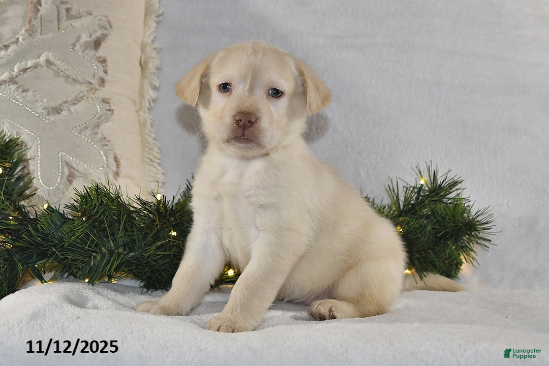 Labrador Retriever dogs for sale: Renee - Ad 2