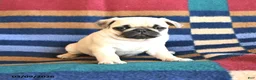 Pug dogs for sale: Ranae - Ad 2