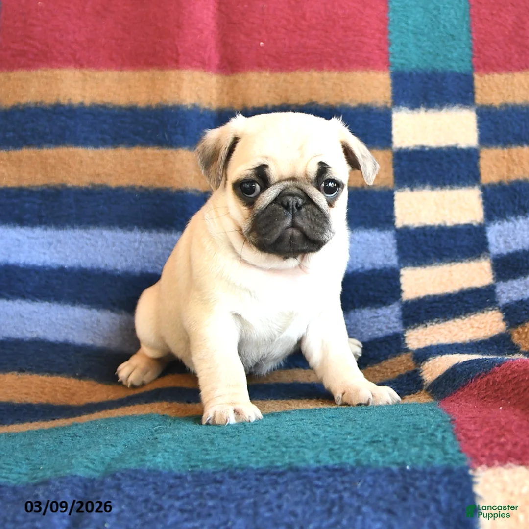 Pug dogs for sale: Ranae - Ad 2