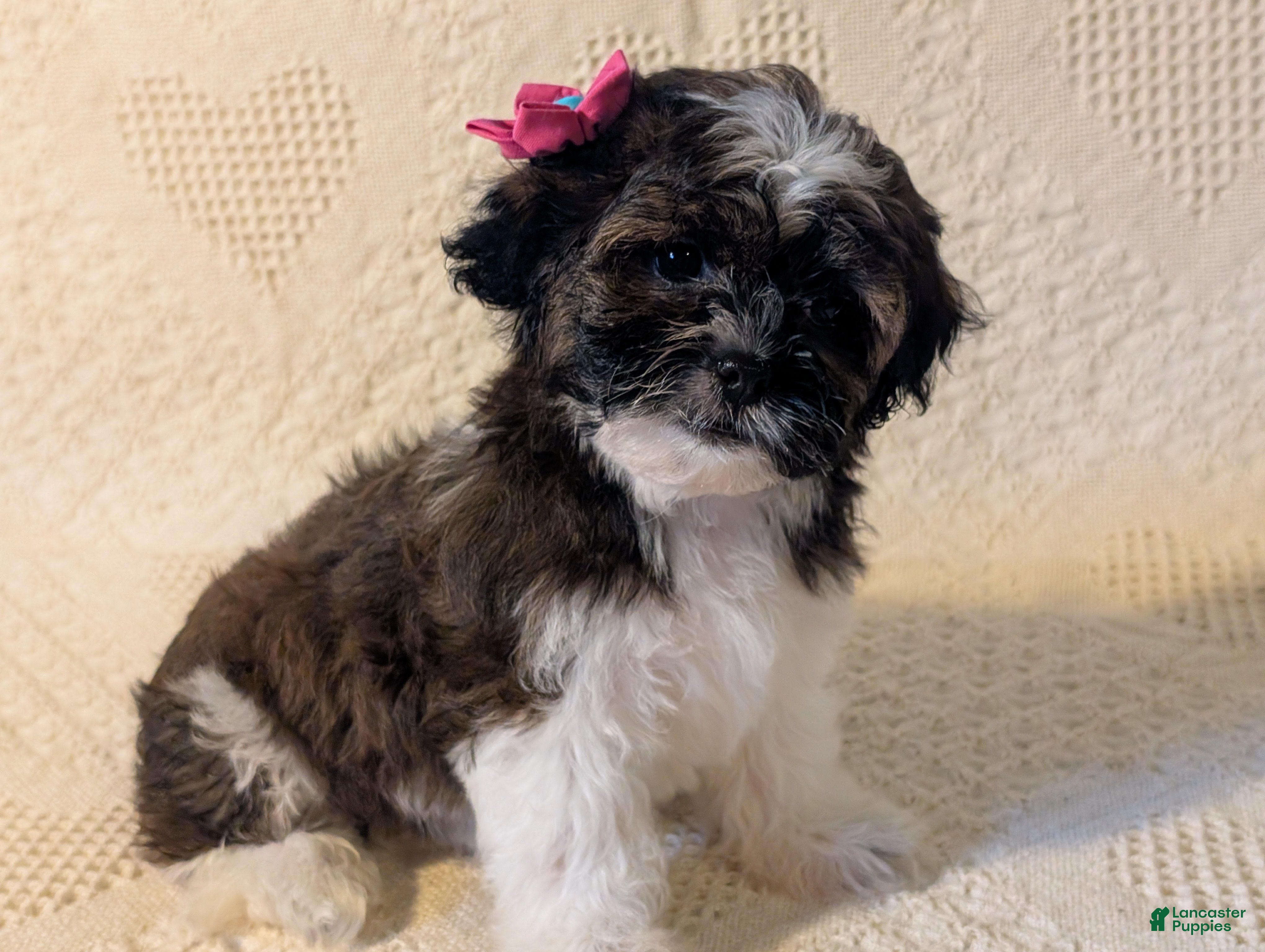 Mixed Breed dogs for sale: Xenia - Ad 1