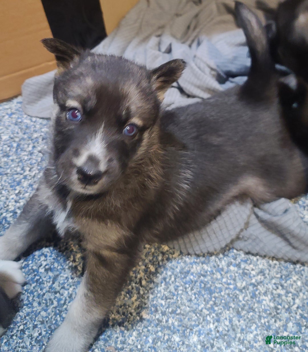 Pomsky dogs for sale: Lucky - Ad 7