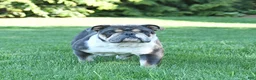 Olde English Bulldogge dogs for sale: Pansy - Ad 4