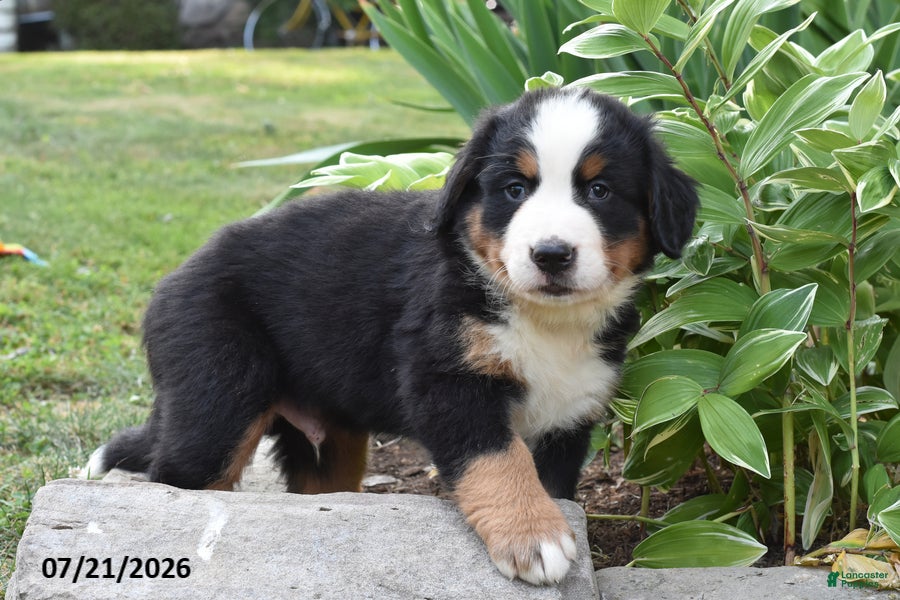 Bernese Mountain Dog dogs Eli - Ad 2