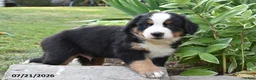 Bernese Mountain Dog dogs for sale: Eli - Ad 2