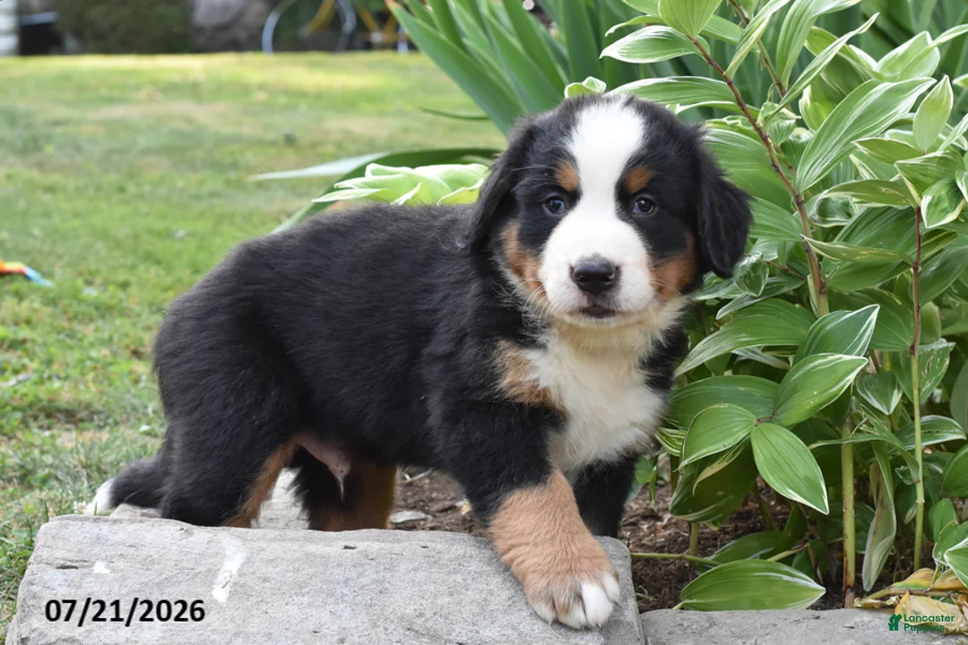 Bernese Mountain Dog dogs for sale: Eli - Ad 2