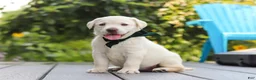 Labrador Retriever dogs for sale: Julep - Ad 4