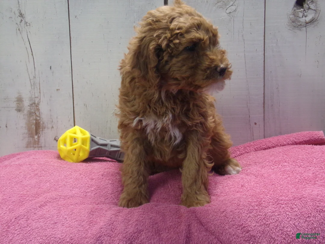Standard Poodle dogs for sale: Effie - Ad 2