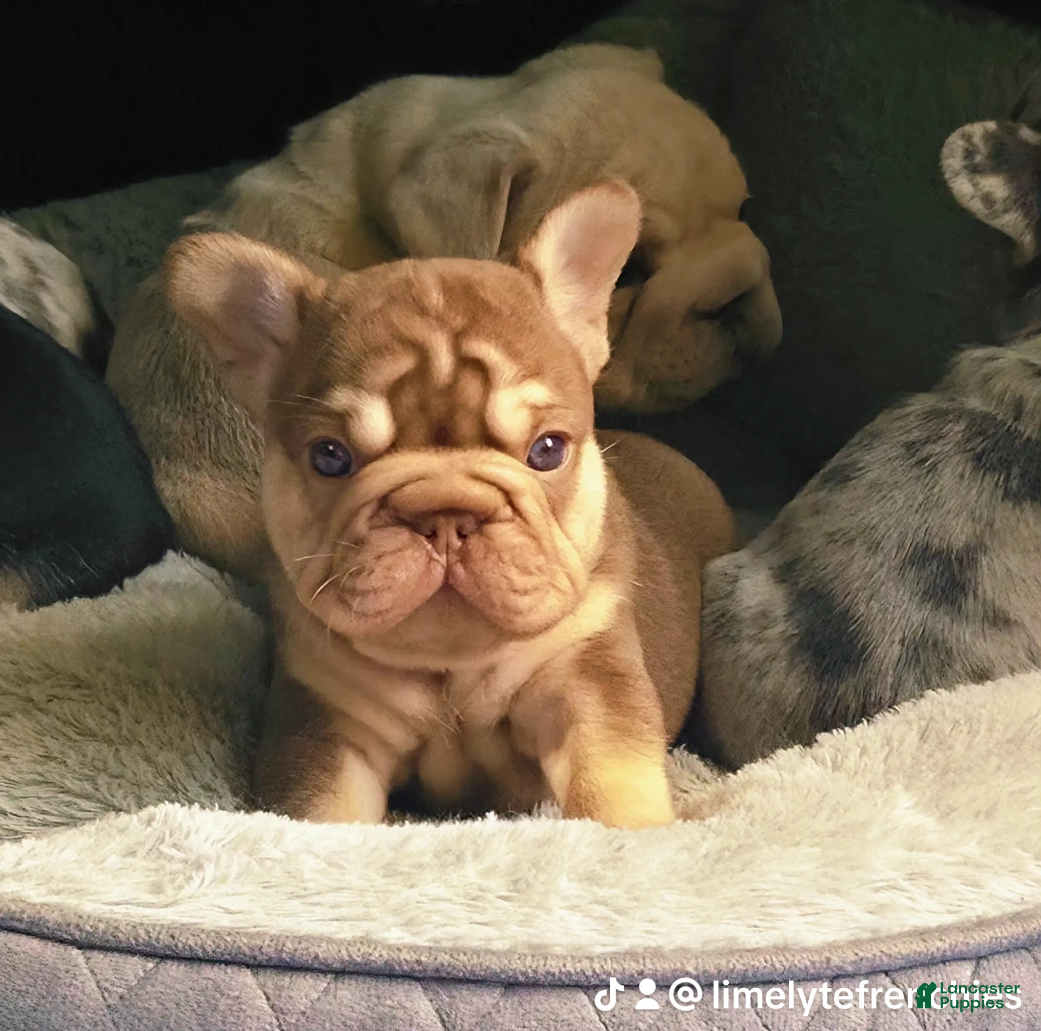 French Bulldog dogs for sale: French Bulldog 1- Chester - Ad 2