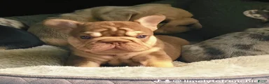 French Bulldog 1- Chester