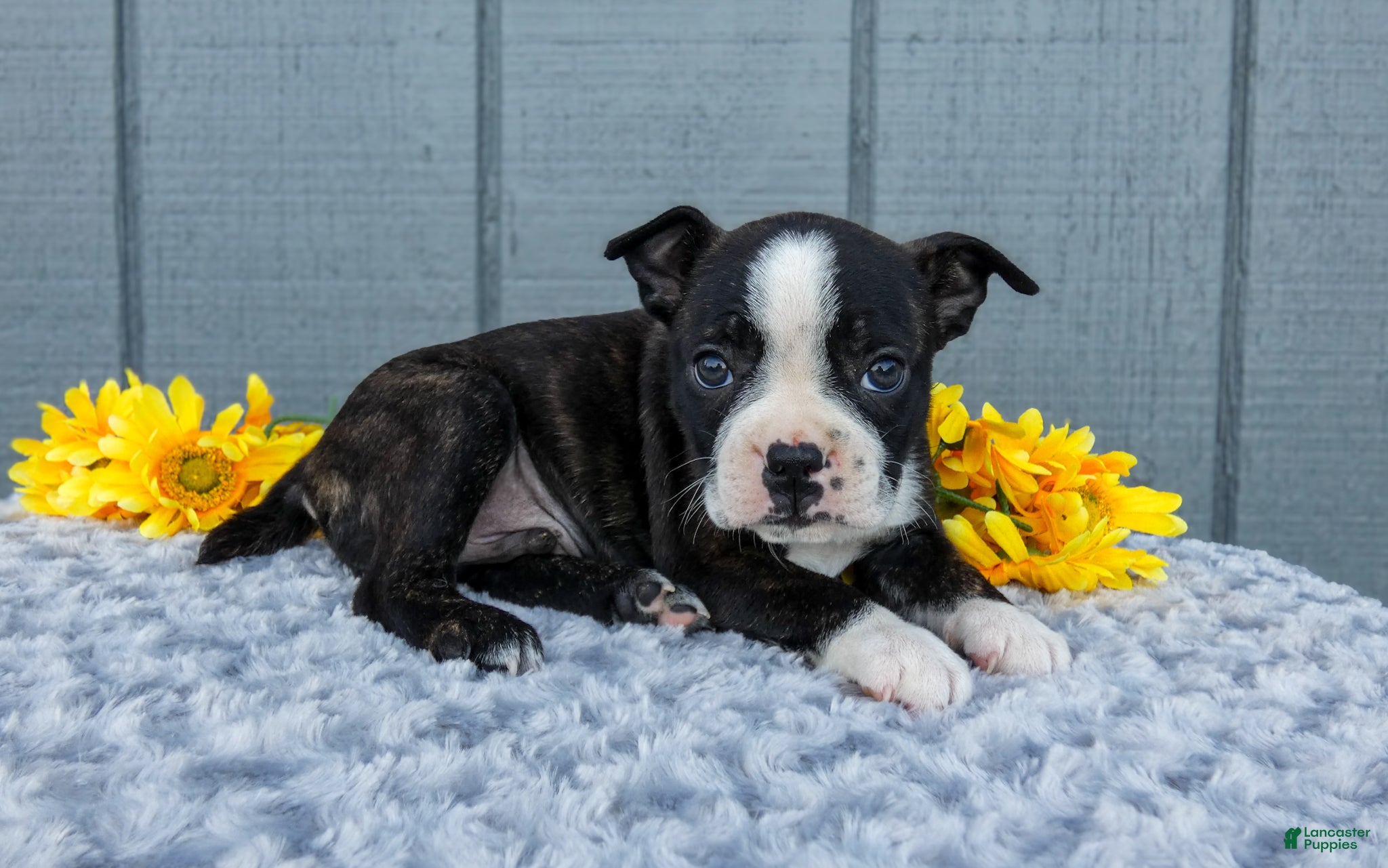 Mixed Breed dogs Saylor - Ad 2