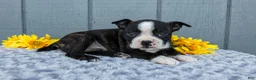 Mixed Breed dogs for sale: Saylor - Ad 2