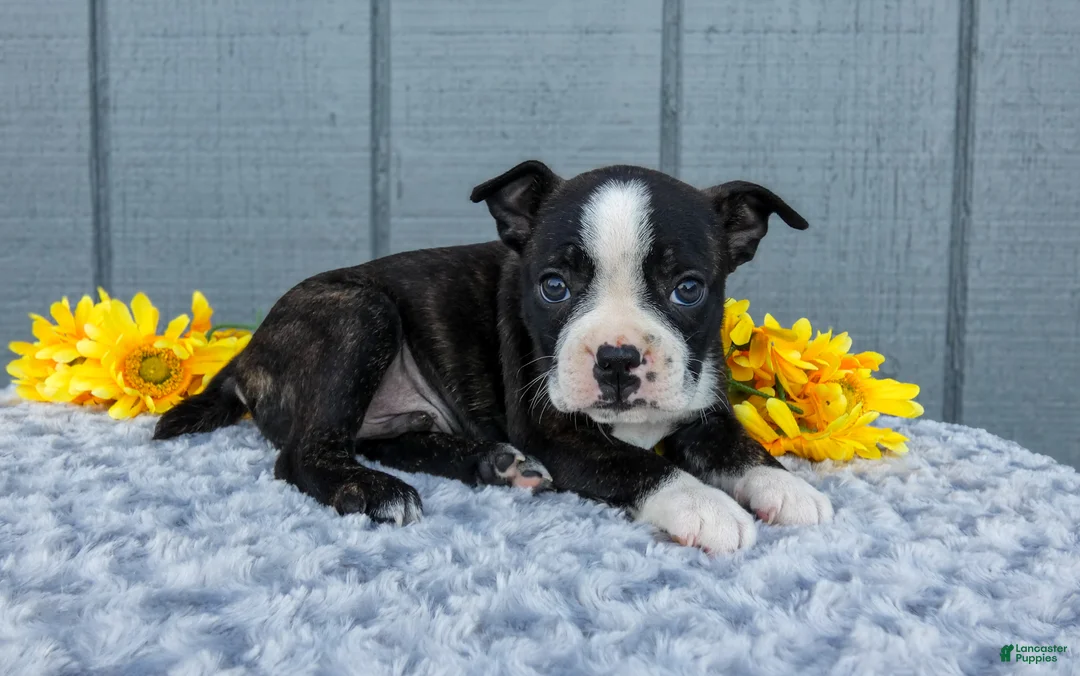 Mixed Breed dogs for sale: Saylor - Ad 2