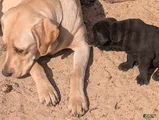 Labrador Retriever Puppy 2