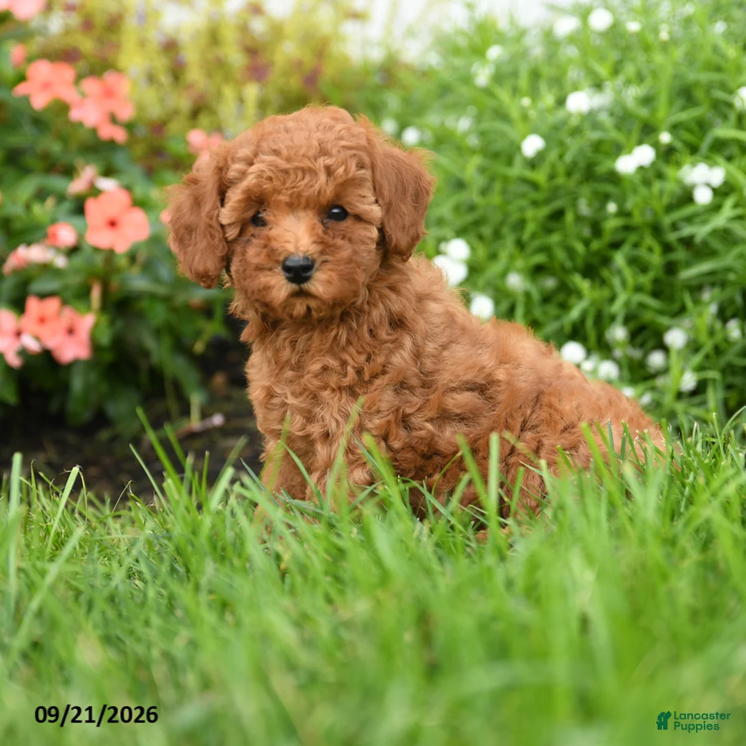 Toy Poodle dogs for sale: Crackle - Ad 2