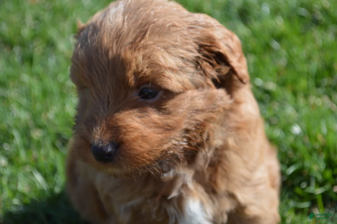 Mini Goldendoodle dogs for sale: Shaq - Ad 5