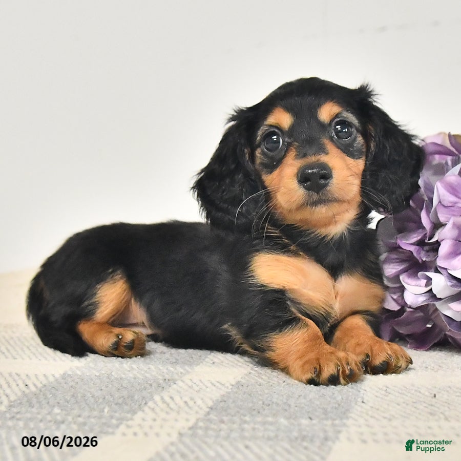 Miniature Dachshund dogs Chowder - Ad 2