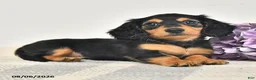 Miniature Dachshund dogs for sale: Chowder - Ad 2