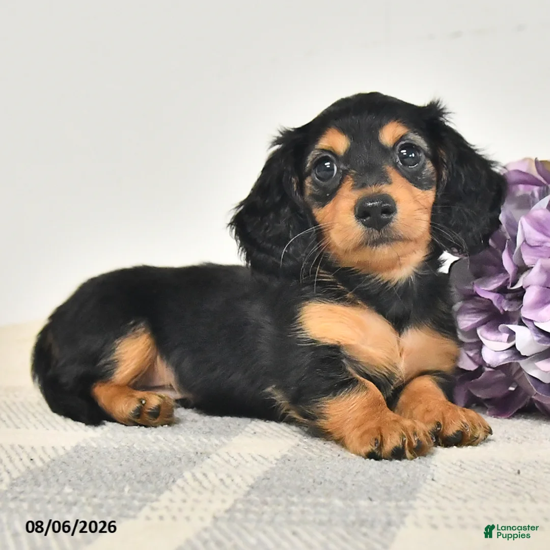 Miniature Dachshund dogs for sale: Chowder - Ad 2