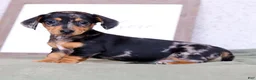 Miniature Dachshund dogs for sale: Lilla - Ad 4