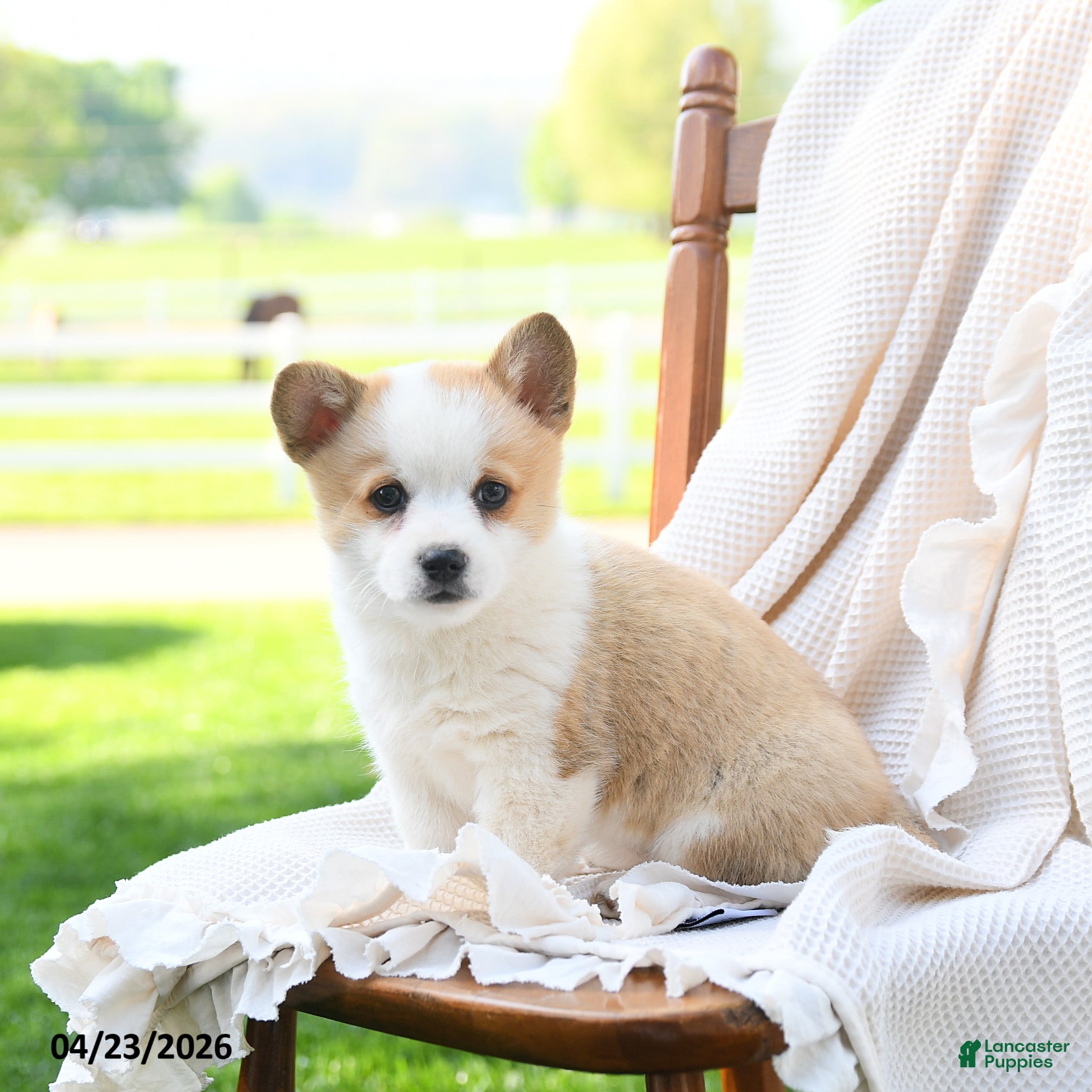 Welsh Corgi Pembroke dogs Victoria - Ad 2