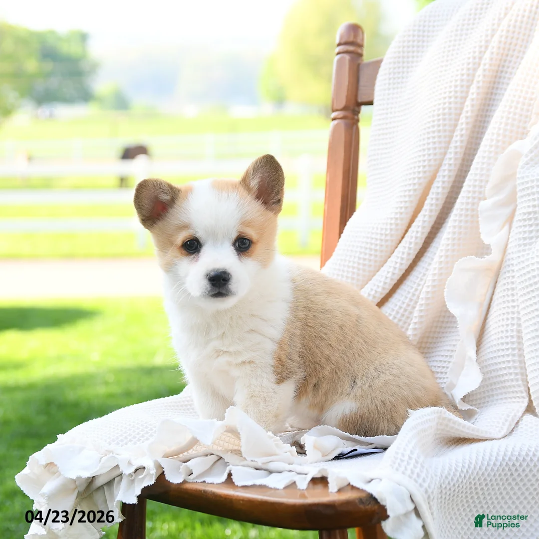 Welsh Corgi Pembroke dogs for sale: Victoria - Ad 2