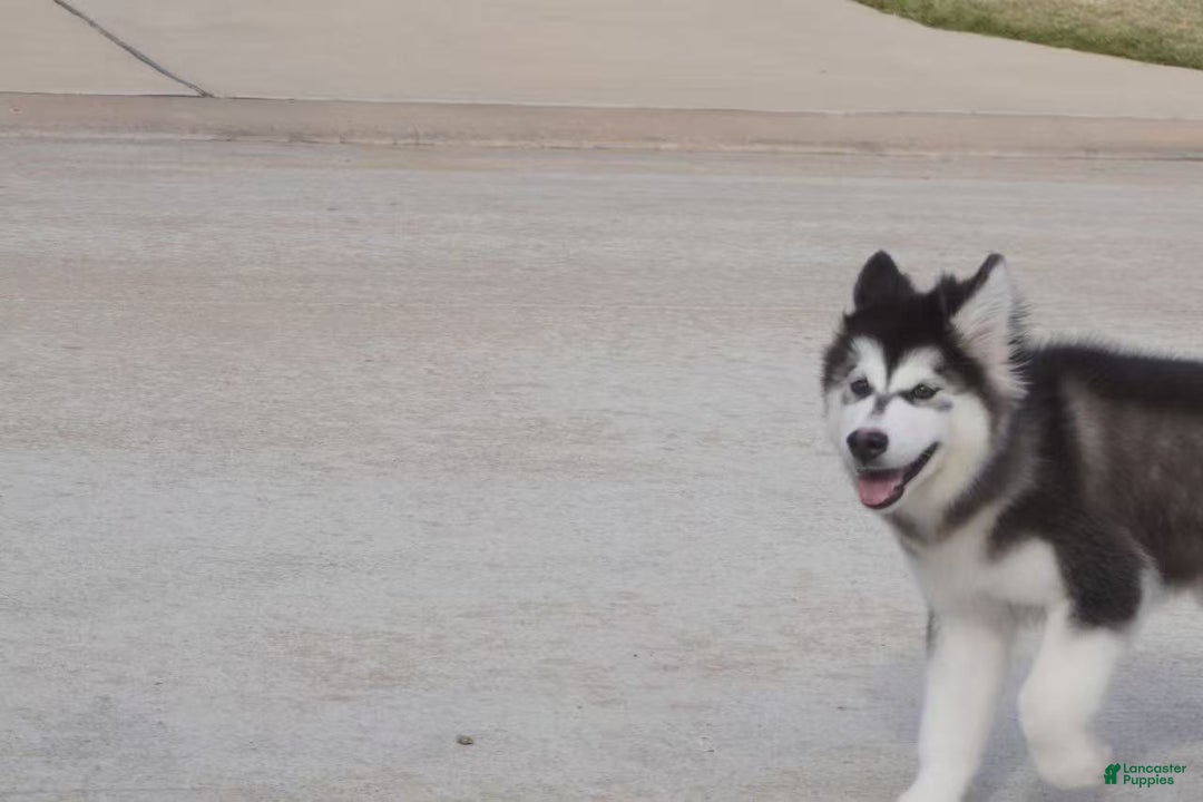 Alaskan Malamute dogs for sale: Xiao Cheng - Ad 21