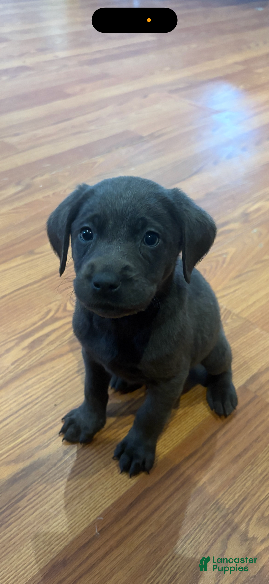 Labrador Retriever dogs for sale: River - Ad 1