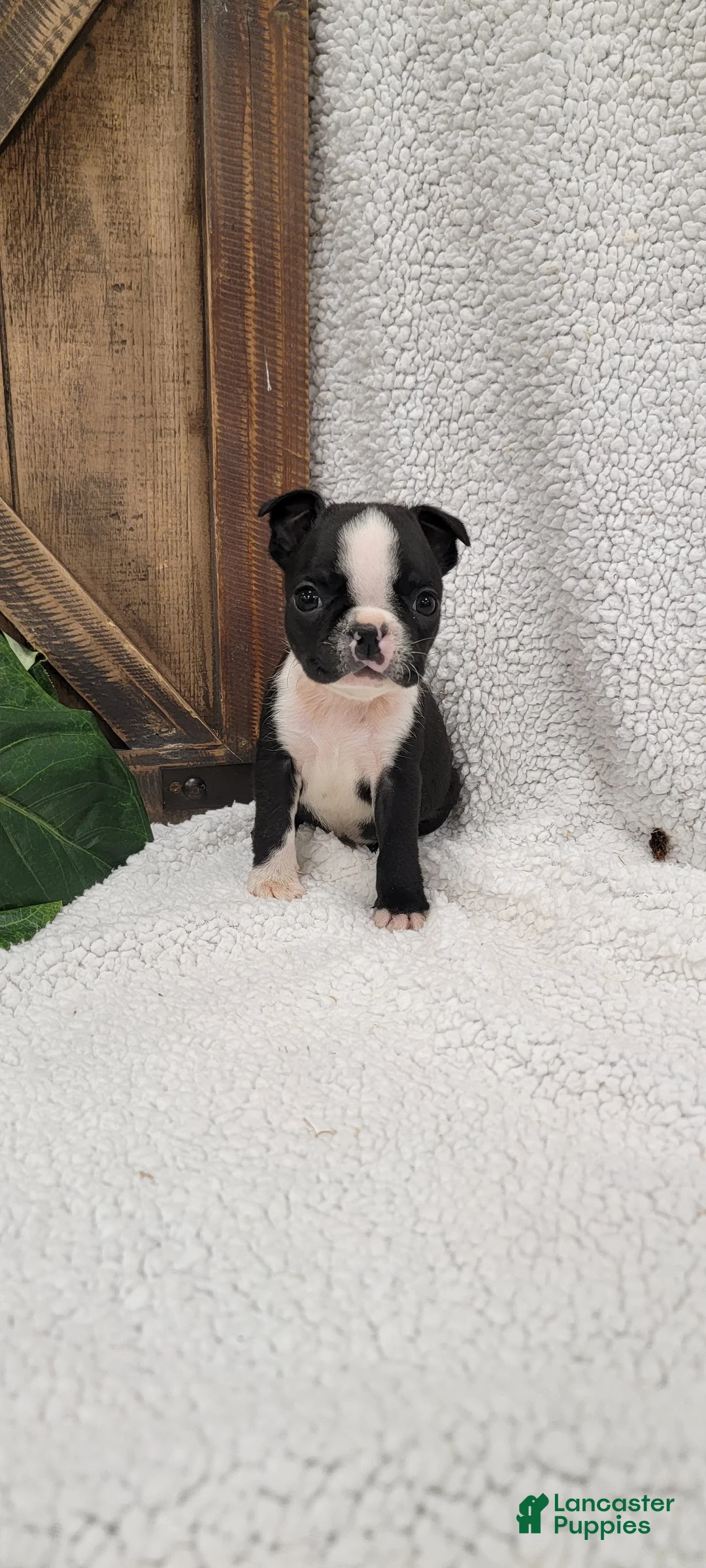 Boston Terrier dogs for sale: Beatrice - Ad 3