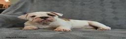 English Bulldog dogs for sale: Queen   - Ad 4