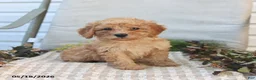 Mini Goldendoodle dogs for sale: Mckenzie - Ad 1