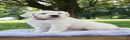 Golden Retriever dogs for sale: Golden Retriever 4 Jedd - Ad 2
