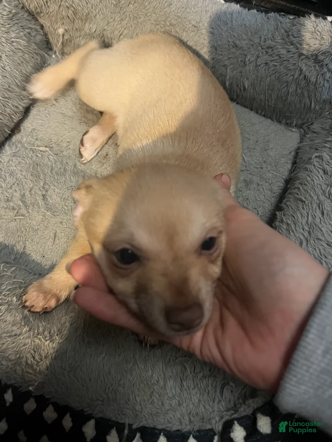 Pomchi dogs for sale: Pomchi Puppy 3 - Ad 1