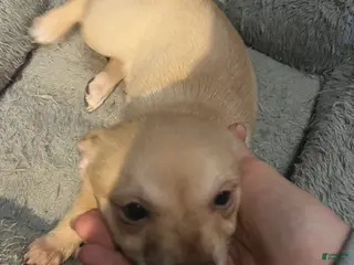 Pomchi dogs Pomchi Puppy 3 - Ad 2