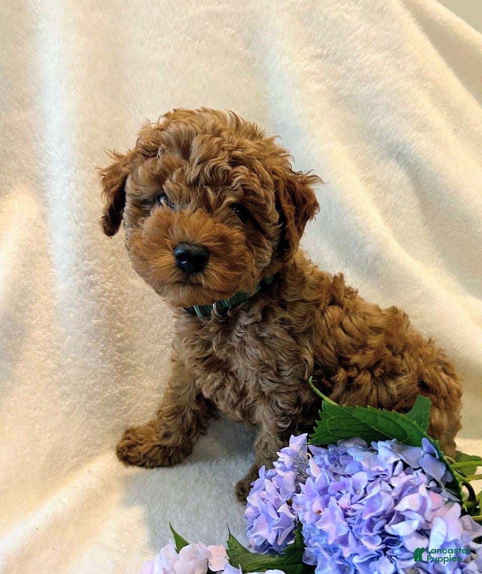 Miniature Poodle dogs Ricky - Ad 2