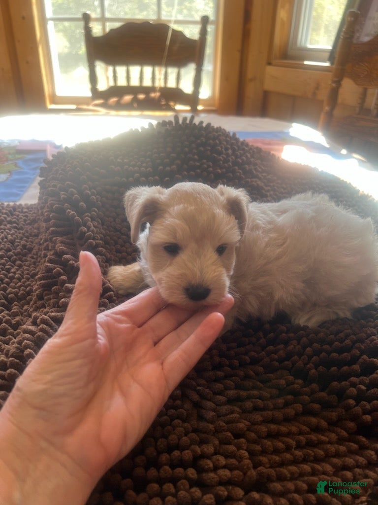 Miniature Schnauzer dogs for sale: Grace (Light red) - Ad 1