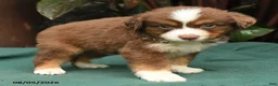 Miniature Australian Shepherd dogs for sale: Simba - Ad 5