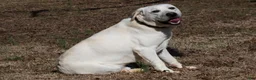 Labrador Retriever dogs for sale: Nolan - Ad 5