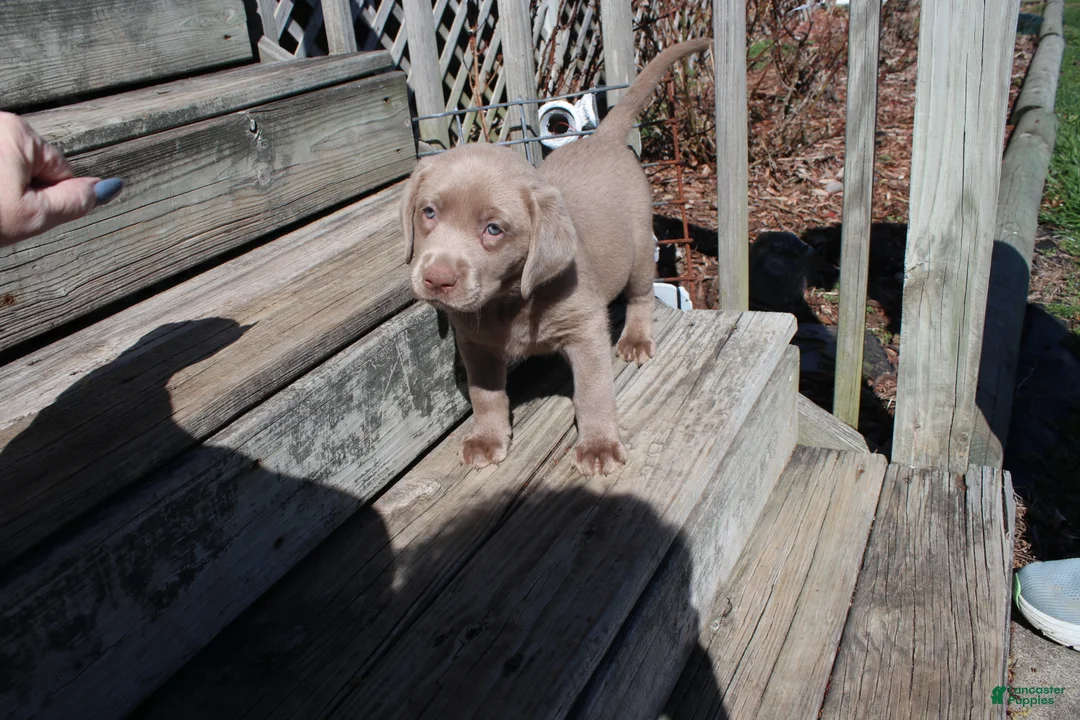 Labrador Retriever dogs for sale: Labrador Retriever Puppy 2 - Ad 2