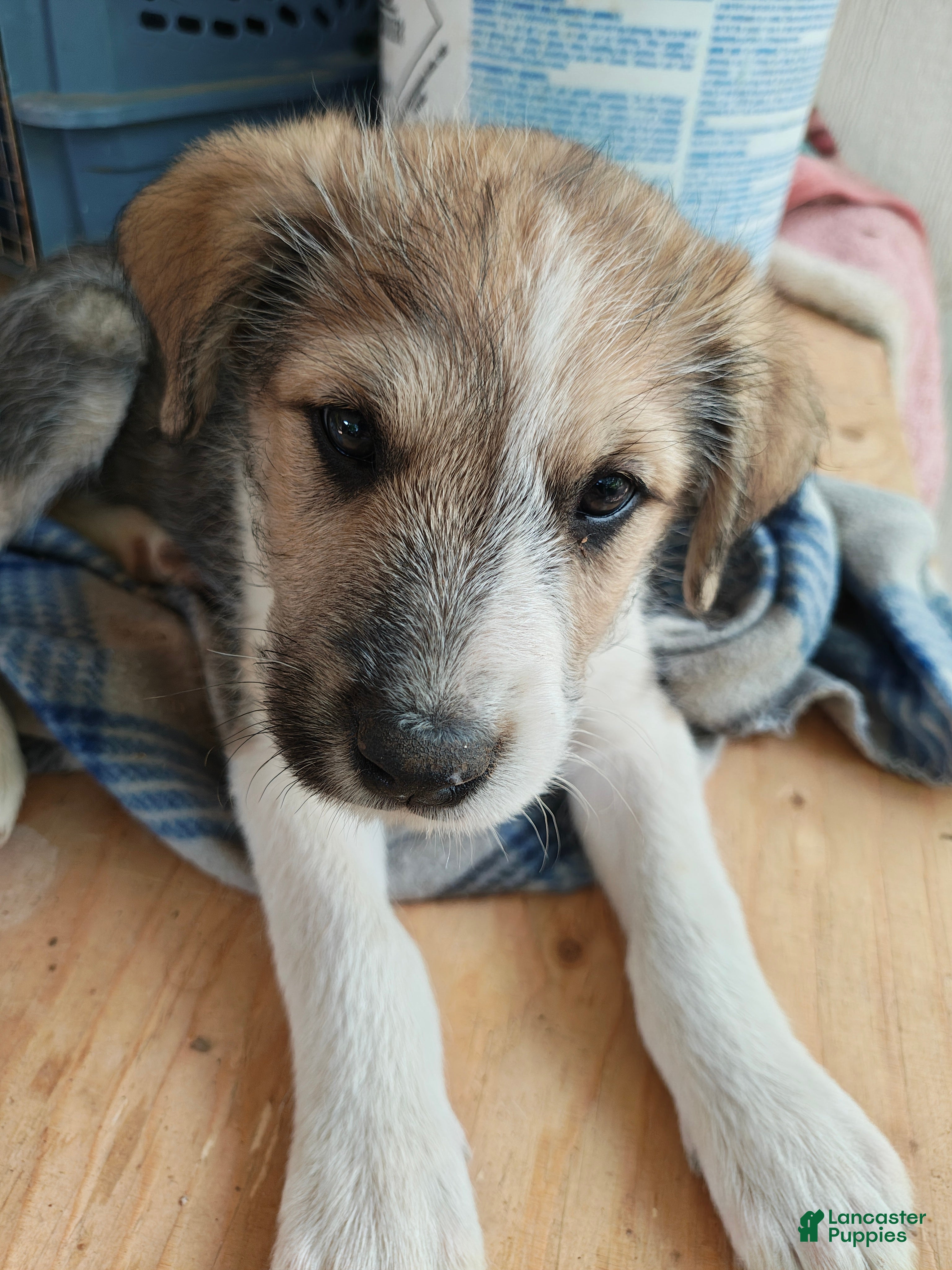 Mixed Breed dogs Bolt - Ad 6