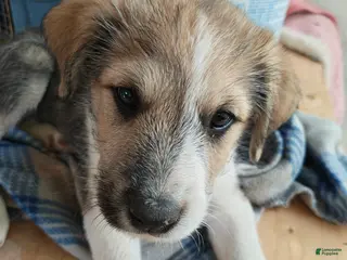 Mixed Breed dogs Bolt - Ad 6